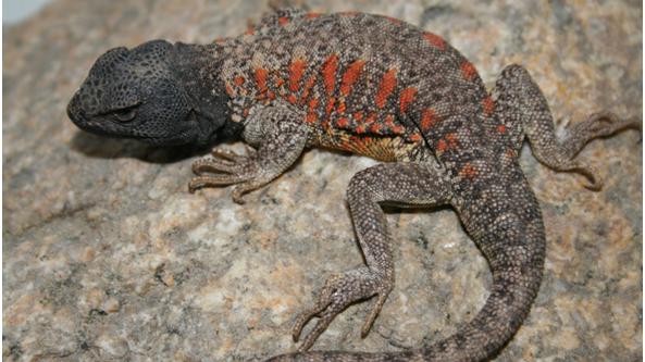 Liolaemus nigriceps, cuyos colores obedecen a la presencia de los cromatóforos, melanóforos en el caso de la cabeza y eritróforos en el caso de las manchas del dorso.