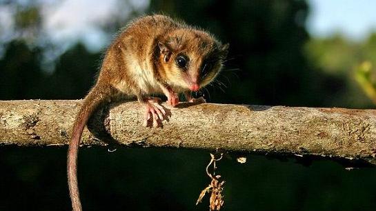 Especimenes de Monito del monte (Dromiciops gliroides) en las colecciones del MNHN.