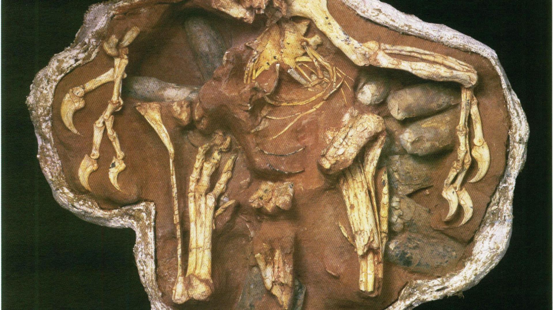 Fósil de Citipati en posición de anidamiento; desde este fósil fueron recuradas proteínas originales de la uña.