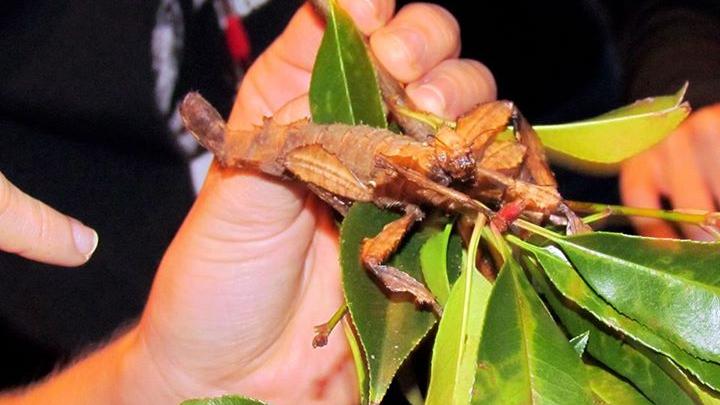 Insecto palo (Extatosoma tiaratum)