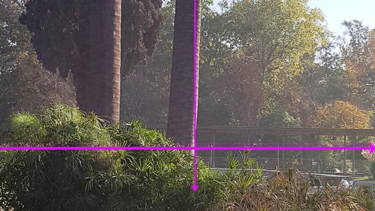 Vista del ejemplar aludido. La línea horizontal es una proyección de la superficie, y la vertical está perpendicular a la primera. La diferencia entre esa línea y la desviación del fuste es evidente. Vista del ejemplar aludido. La línea horizontal es una proyección de la superficie, y la vertical está perpendicular a la primera. La diferencia entre esa línea y la desviación del fuste es evidente.