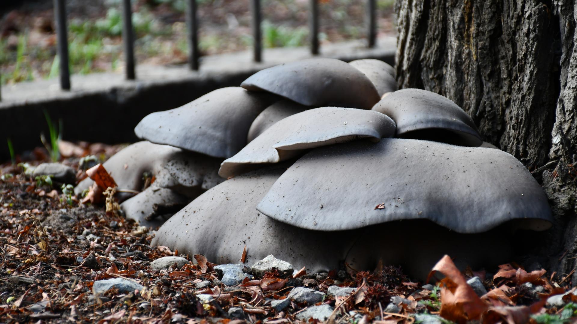 Lluvias y hongos que habitan troncos de árboles en la Quinta Normal | Museo  Nacional de Historia Natural