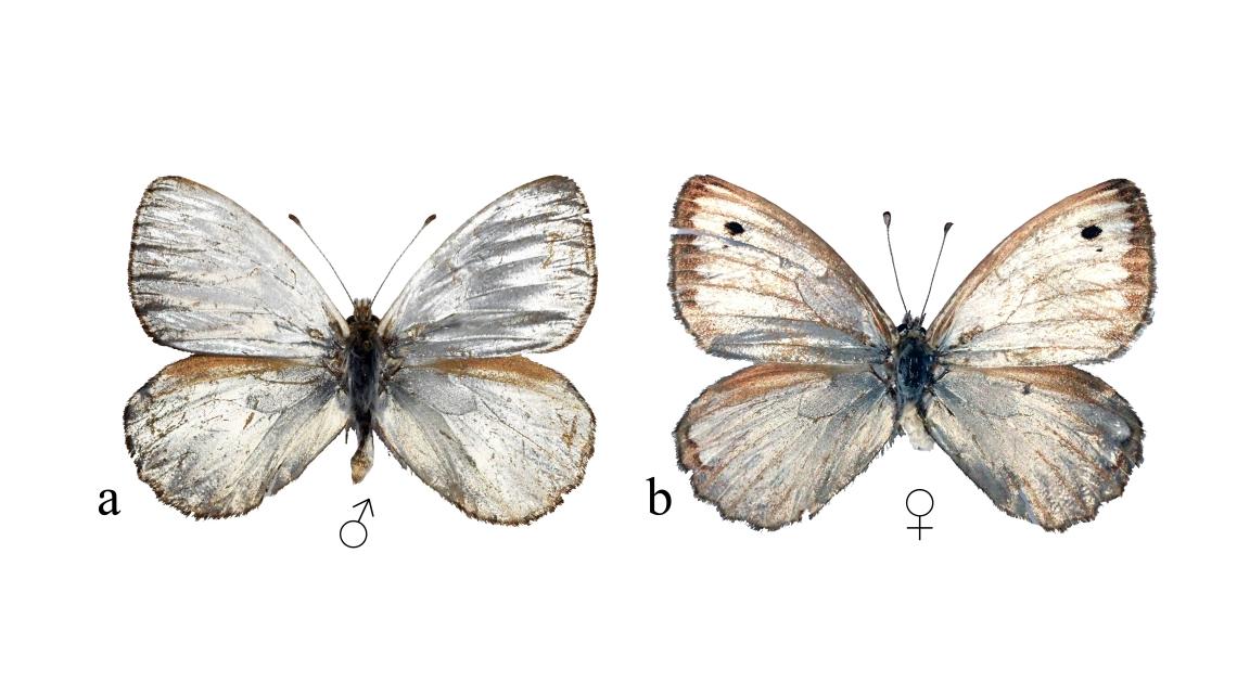 Figura 1. Dimorfismo sexual en Argyrophorus argenteus, macho (a), hembra (b).