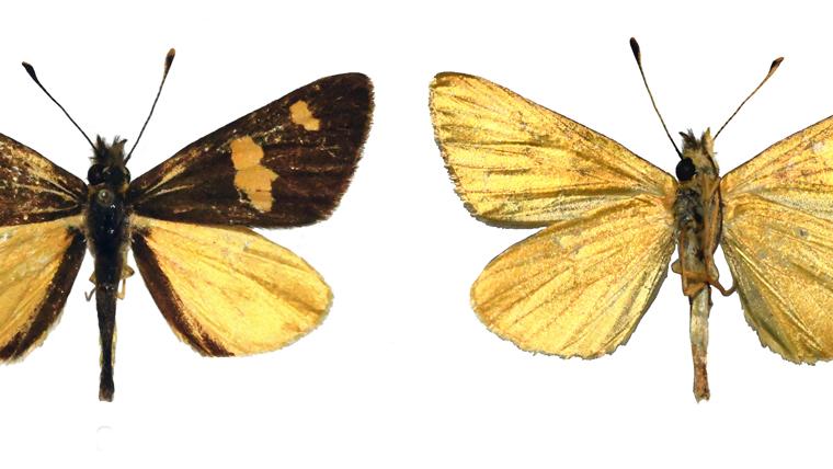 mariposa