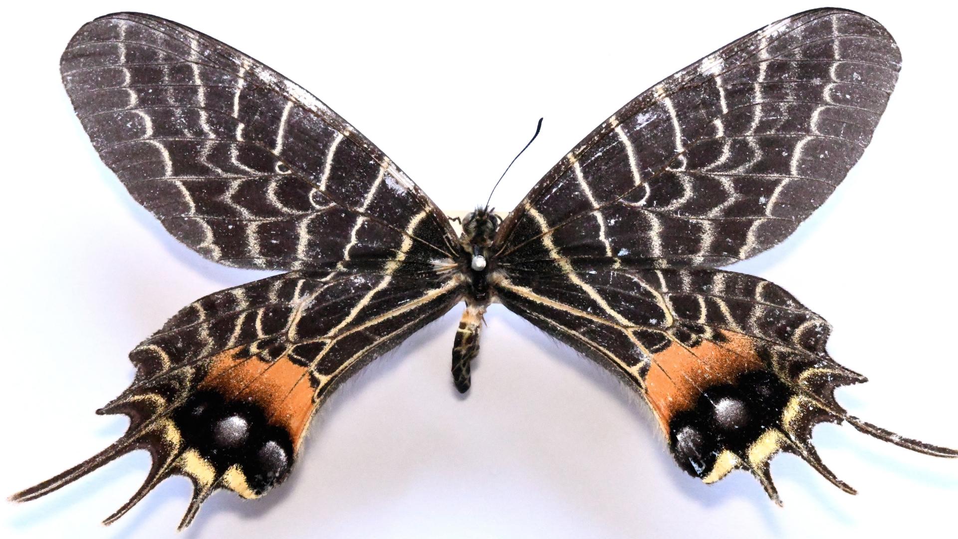 Figura 1. Ejemplar macho de la “gloria de Bután”, Bhutanitis lidderdalii, perteneciente a la Colección de Insectos Exóticos del MNHN.