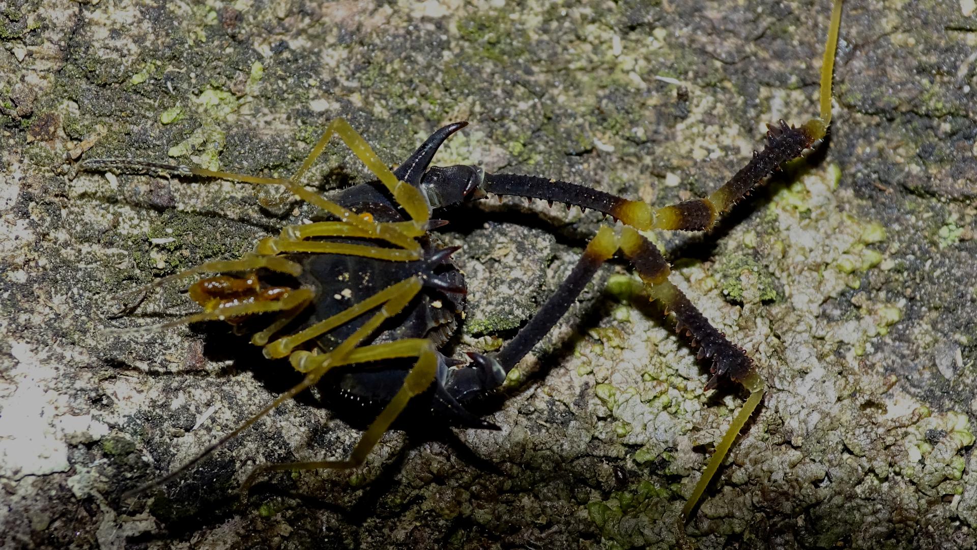 Macho de Neogonyleptes floresi.