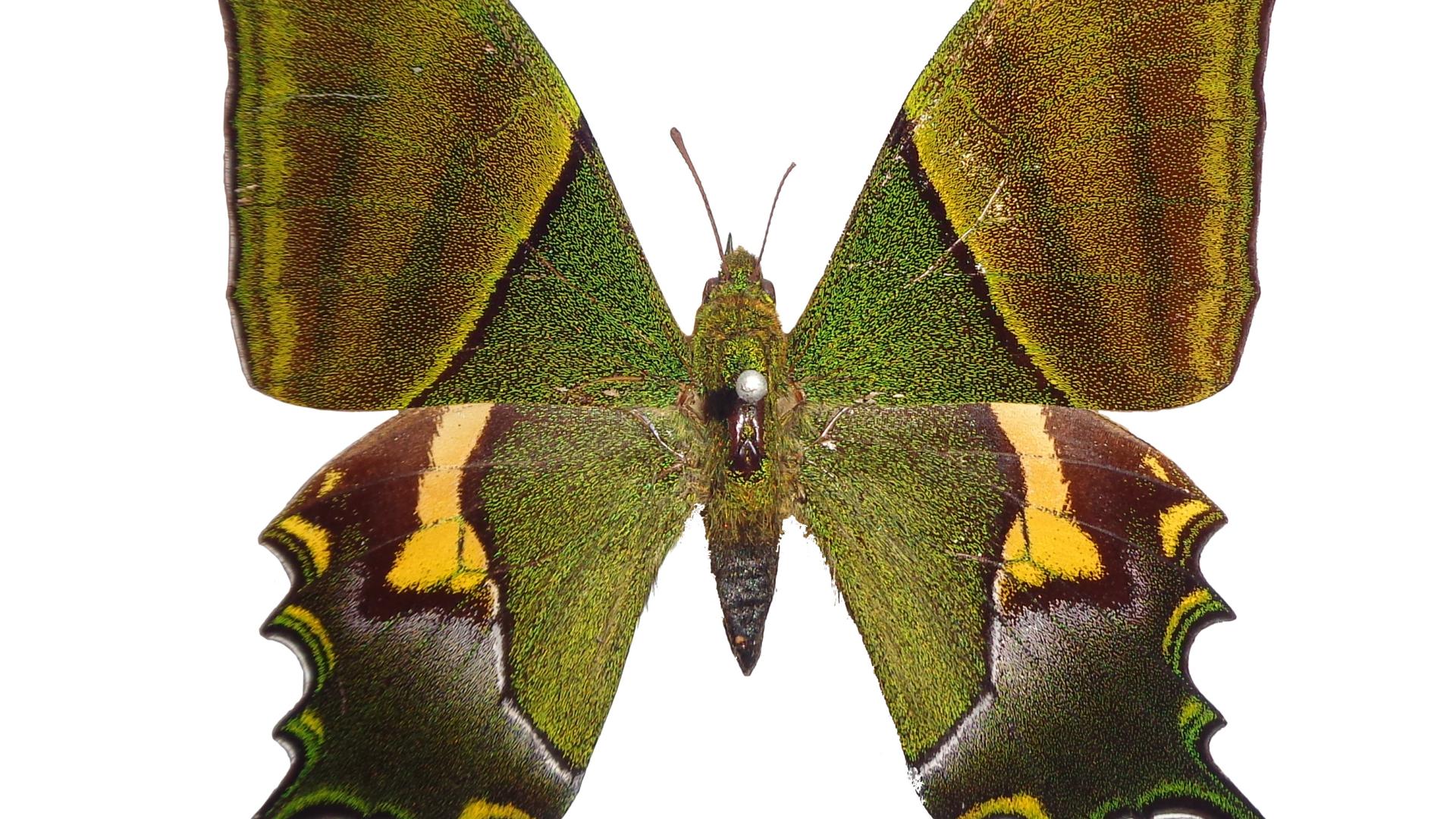 Macho de Teinopalpus imperialis.