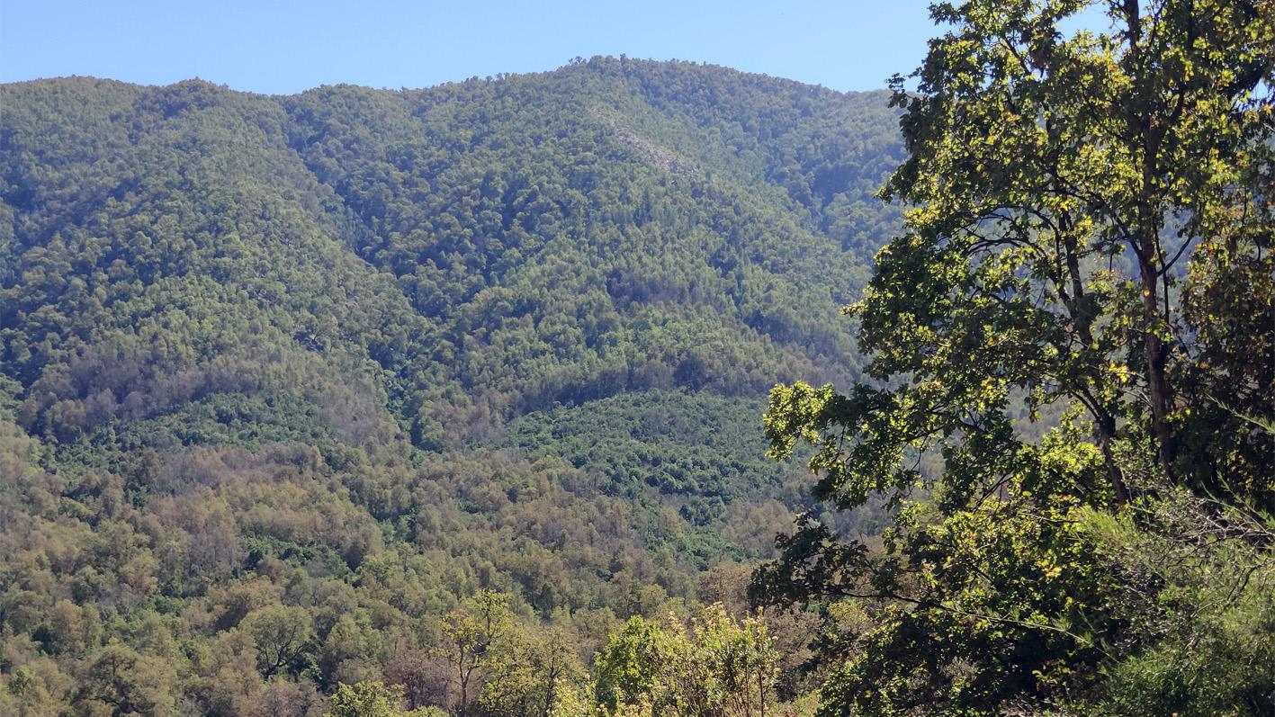 Laderas con bosque caducifolio de hualo (Nothofagus glauca), valle de Apalta al E de San Fernando (Foto: Max Peragallo).