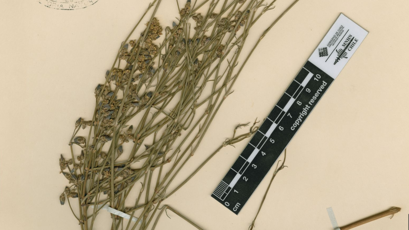 Ephedra trifurcata