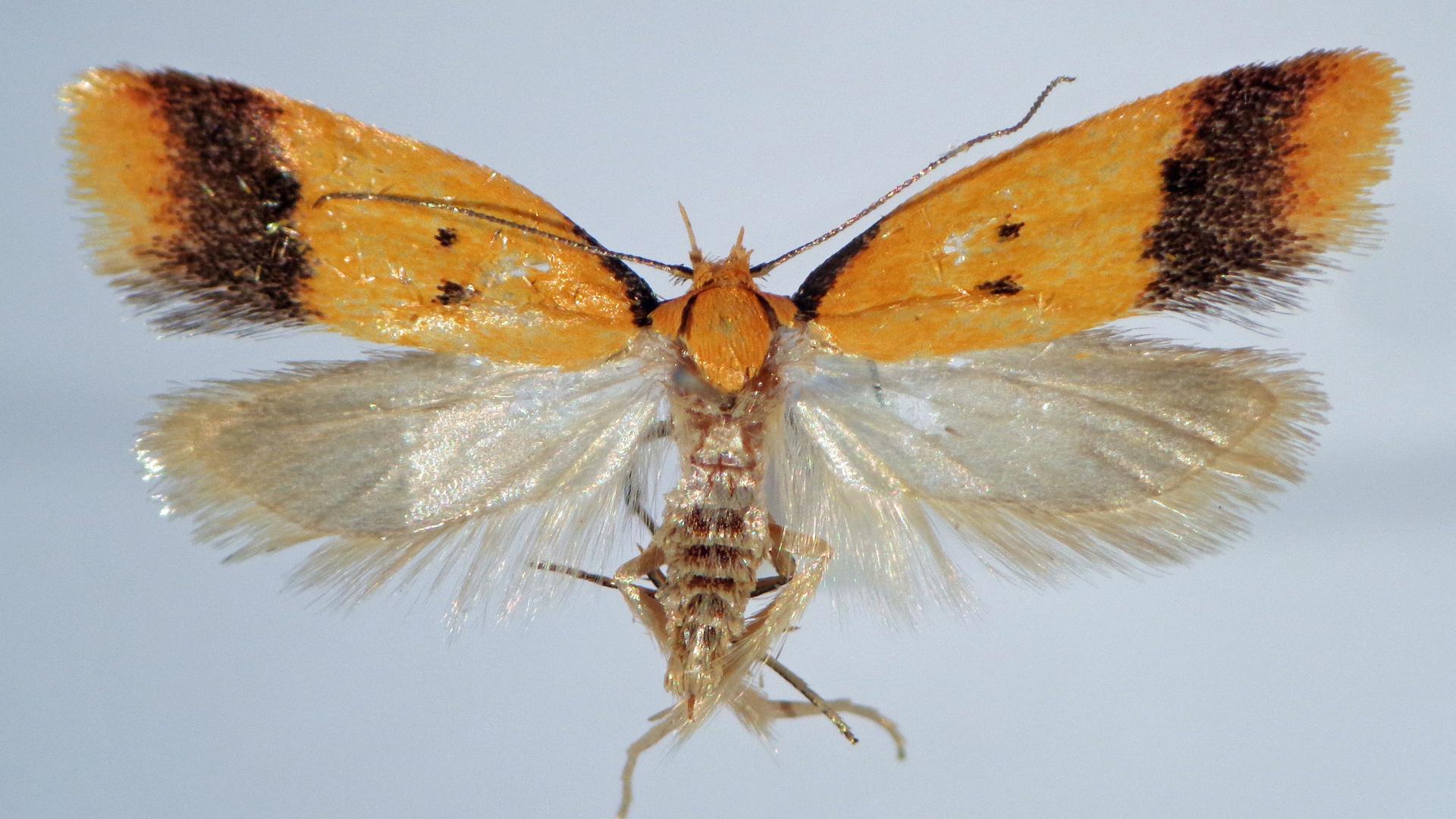 Aliciana centenaria hembra