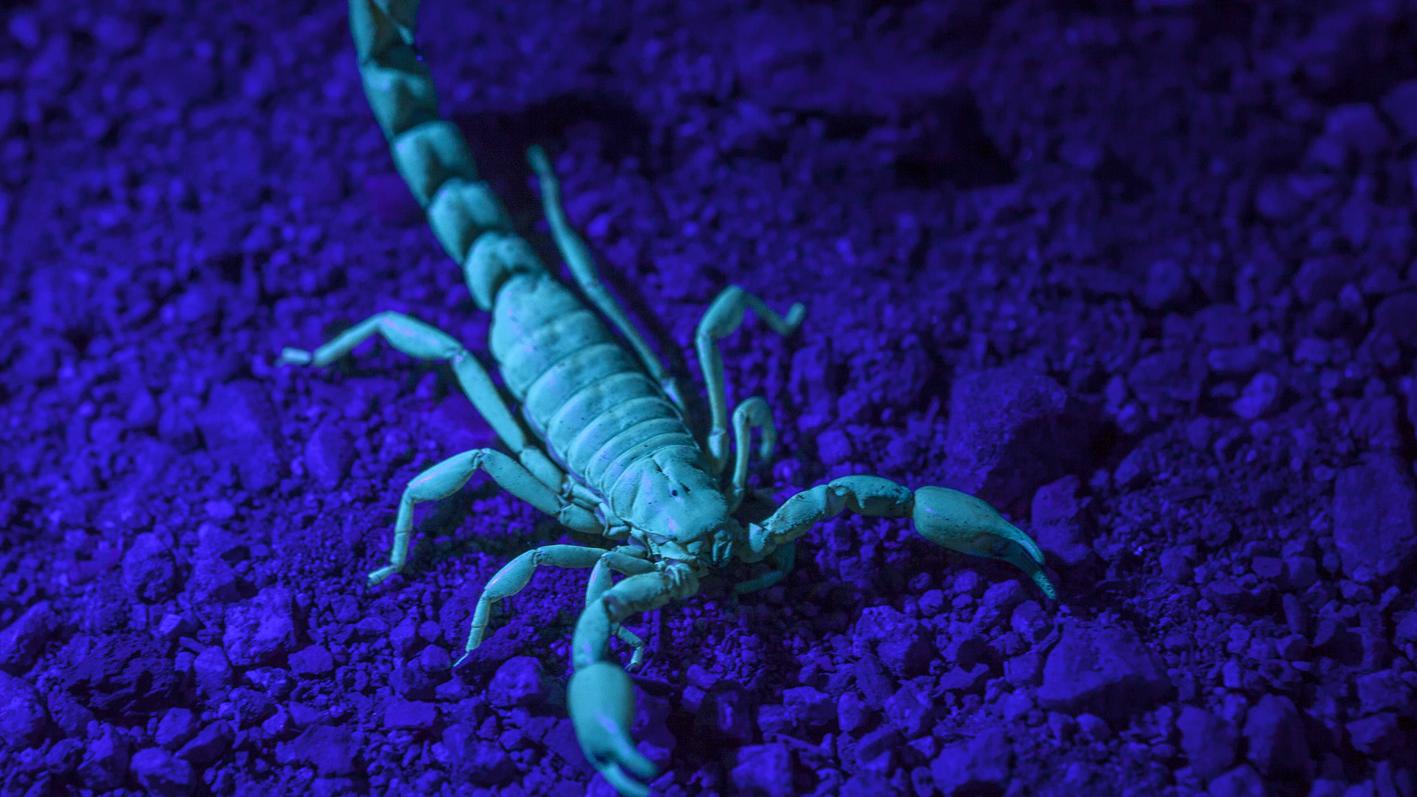 Bothriurus mistral Ojanguren-Affilastro, Mattoni, Alfaro & Pizarro-Araya, 2023 (Ejemplar iluminado con luz Ultra Violeta).