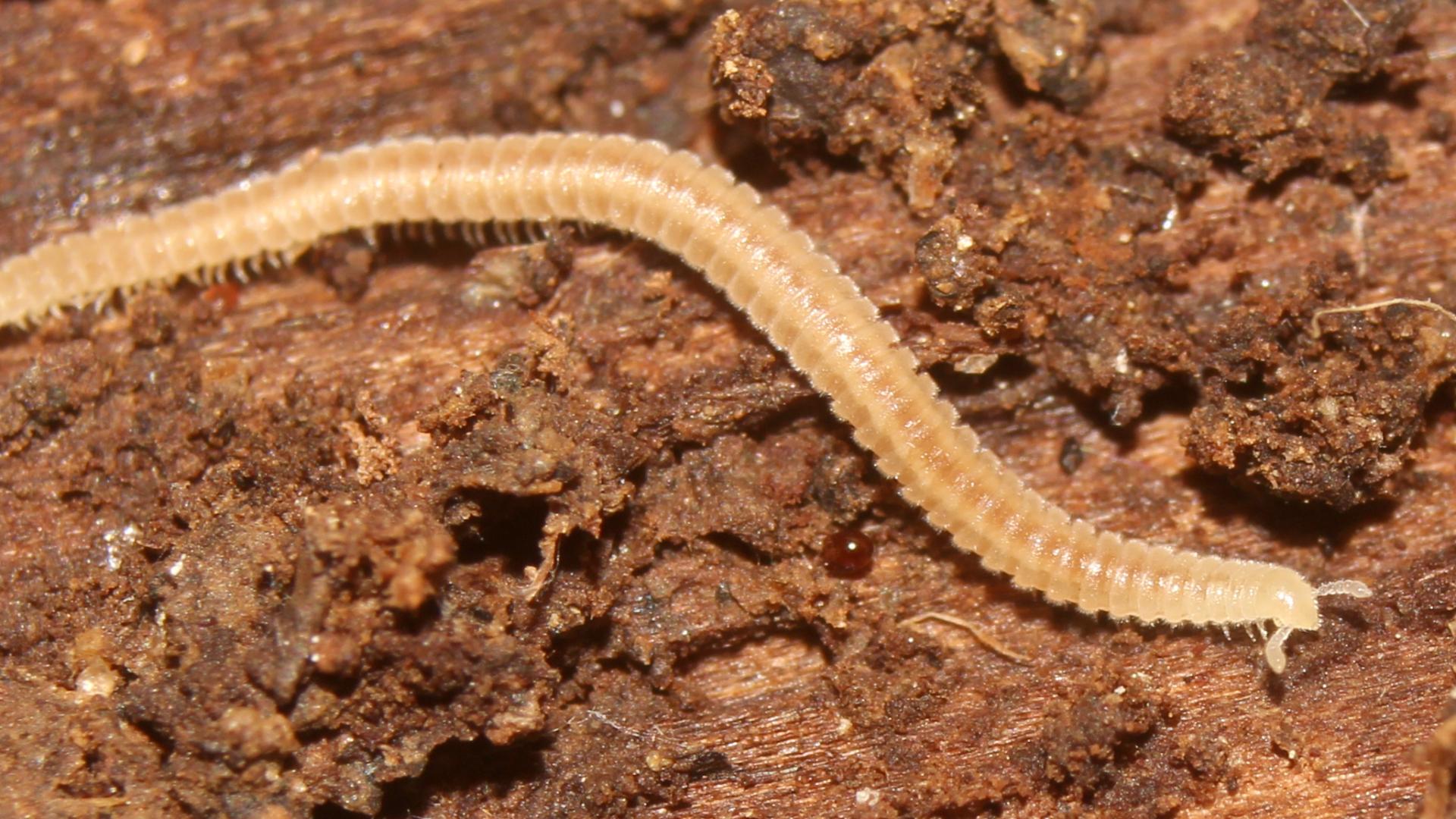Notorhinus floresi