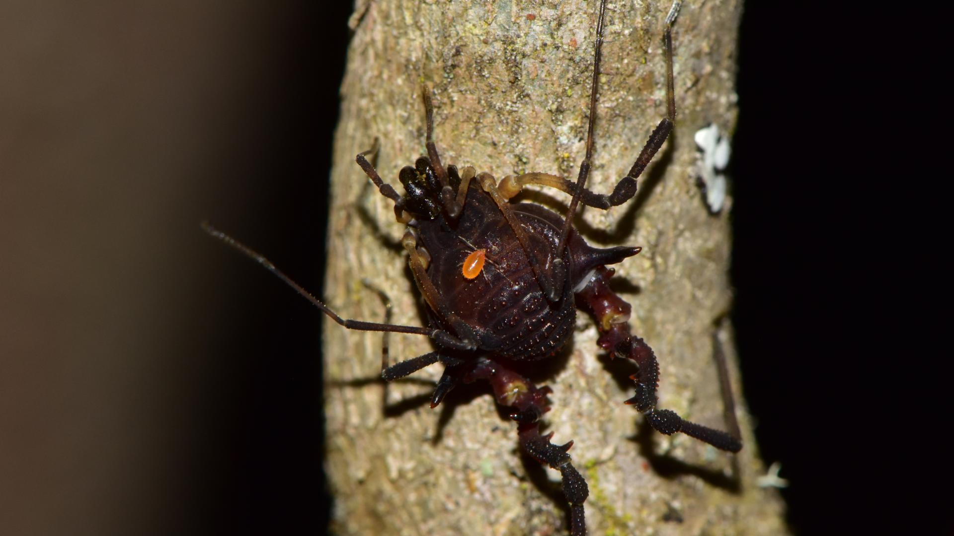 Un macho del opilión Metabalta polyhastata (Hara, 2016).