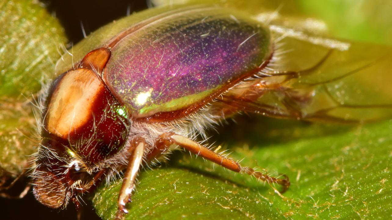 Escarabajo conocido comúnmente como pololo plateado, Phytholaema mutabilis.