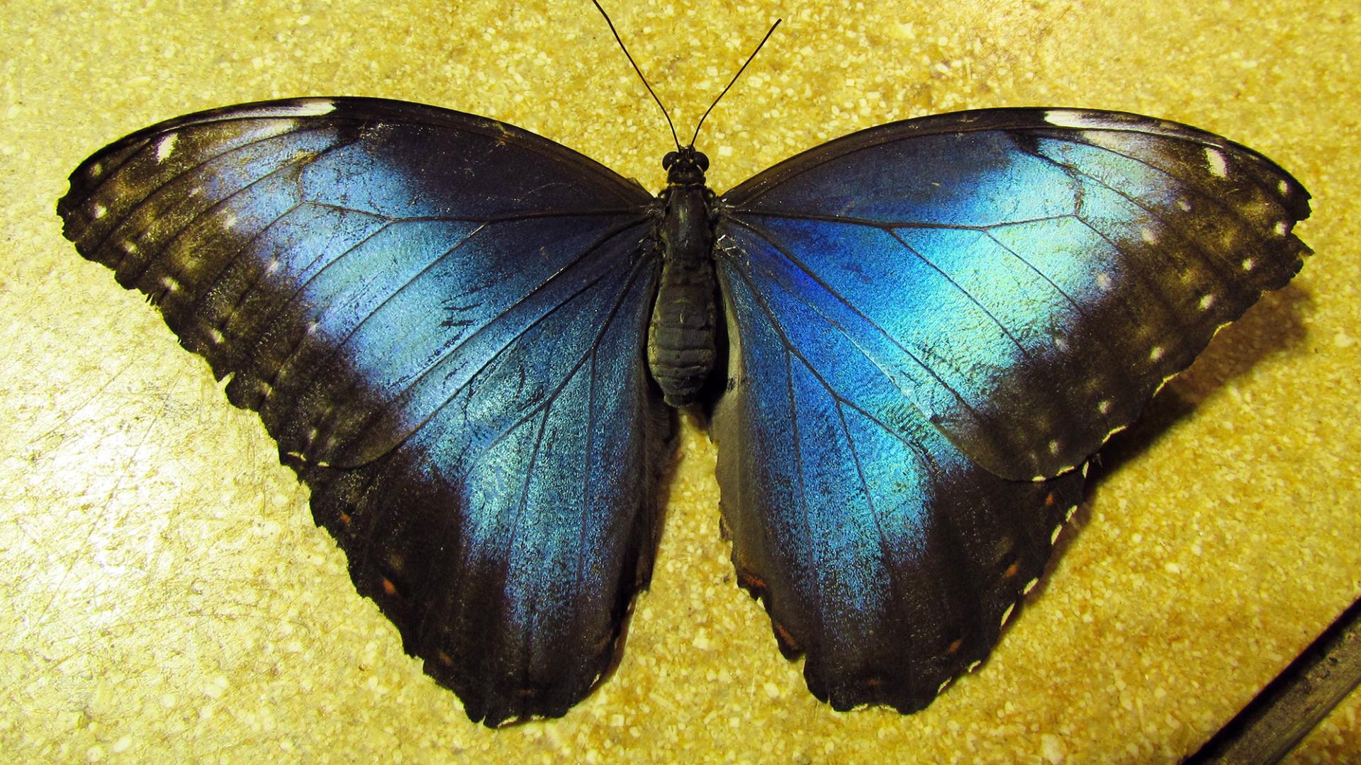 Ejemplar de Morpho helenor en el “Butterfly Pavilion”, Smithsonian National Museum of Natural History, Washington D.C., EE.UU.