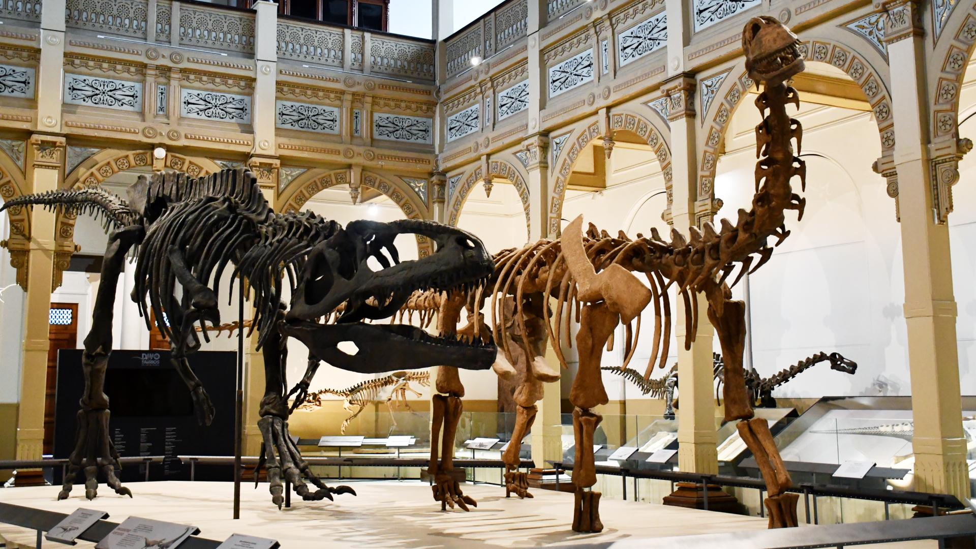 Dinos