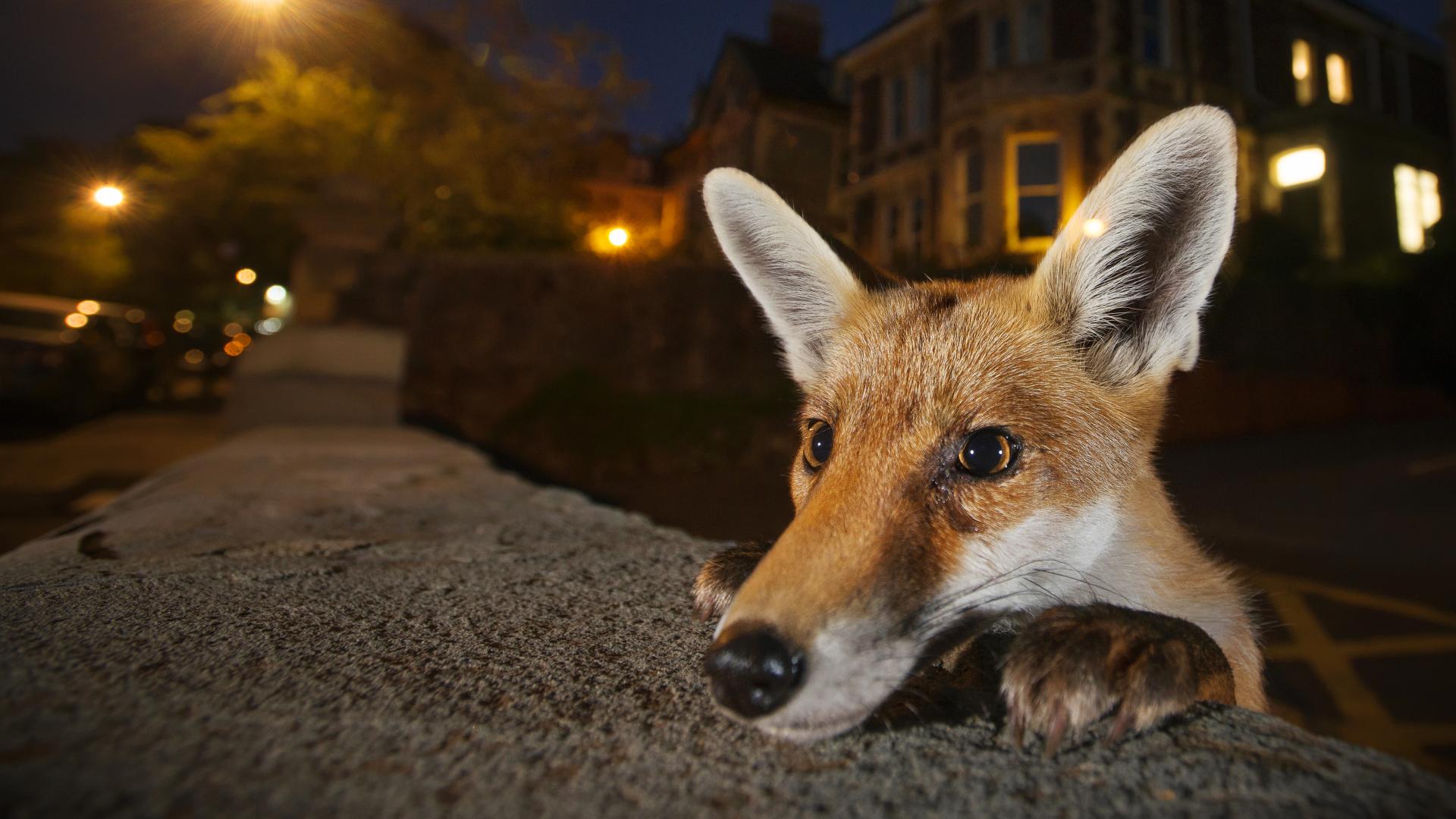 «Nosy neighbour», Sam Hobson, www.samhobson.co.uk