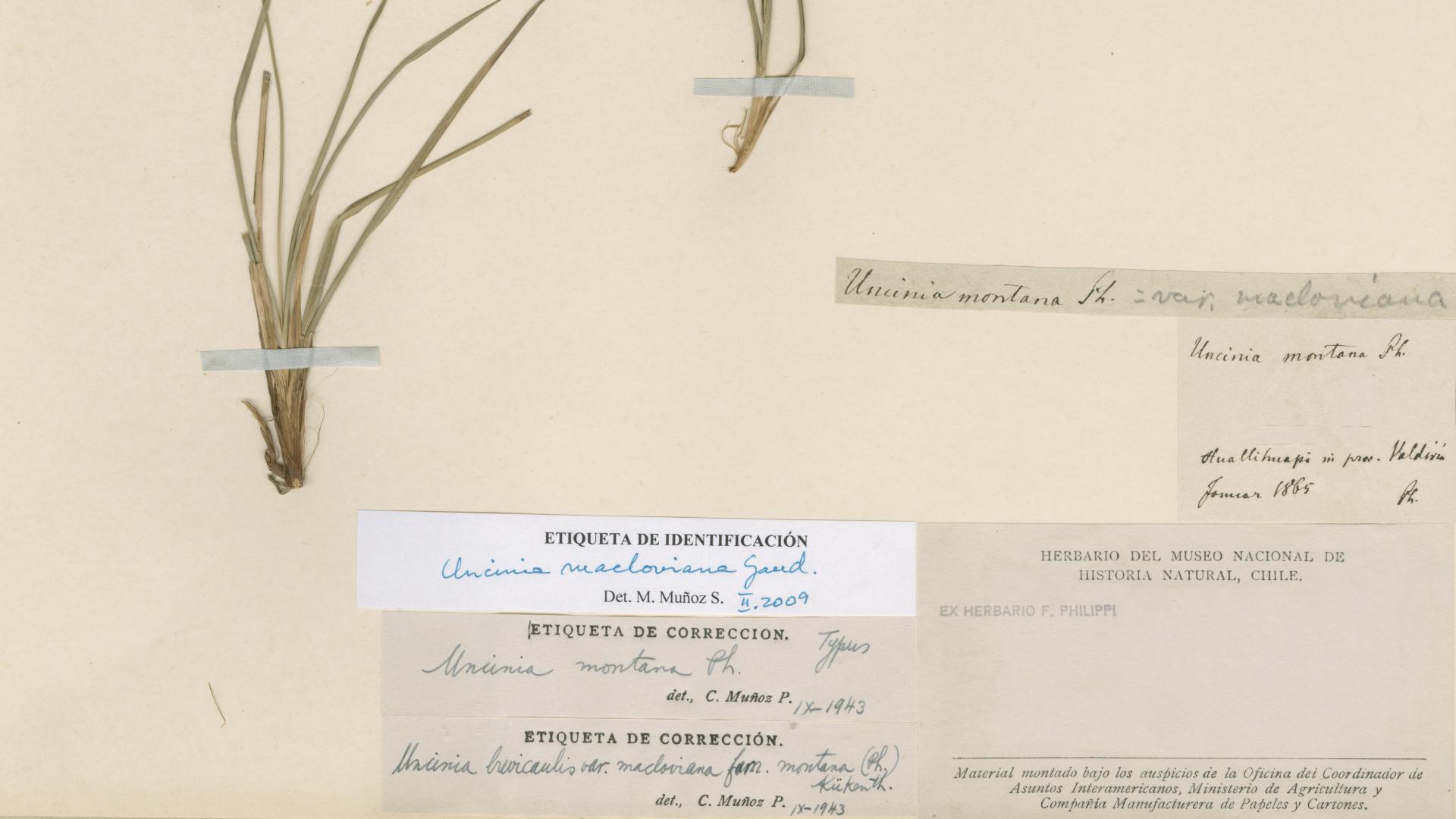 Uncinia montana