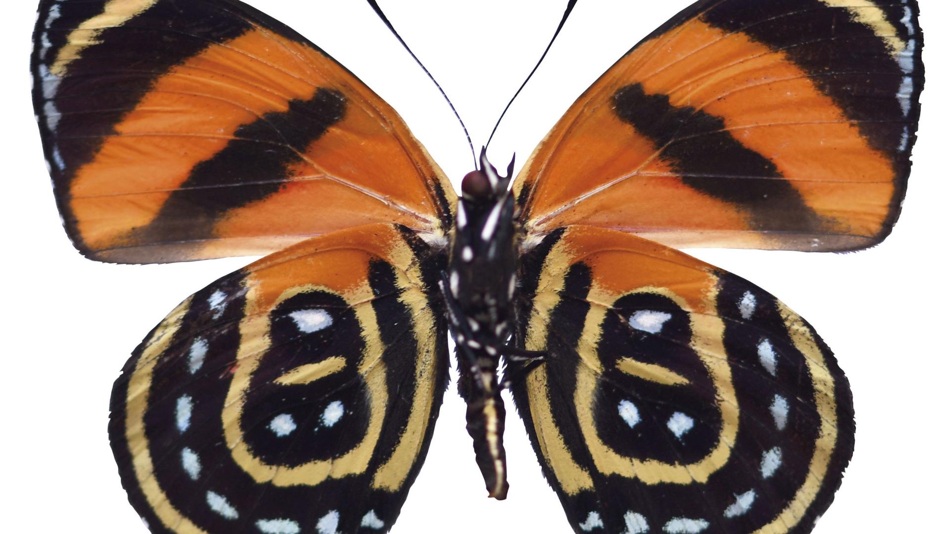 Mariposa Callicore cynosura (Doubleday, 1847) en vista ventral (Nymphalidae)