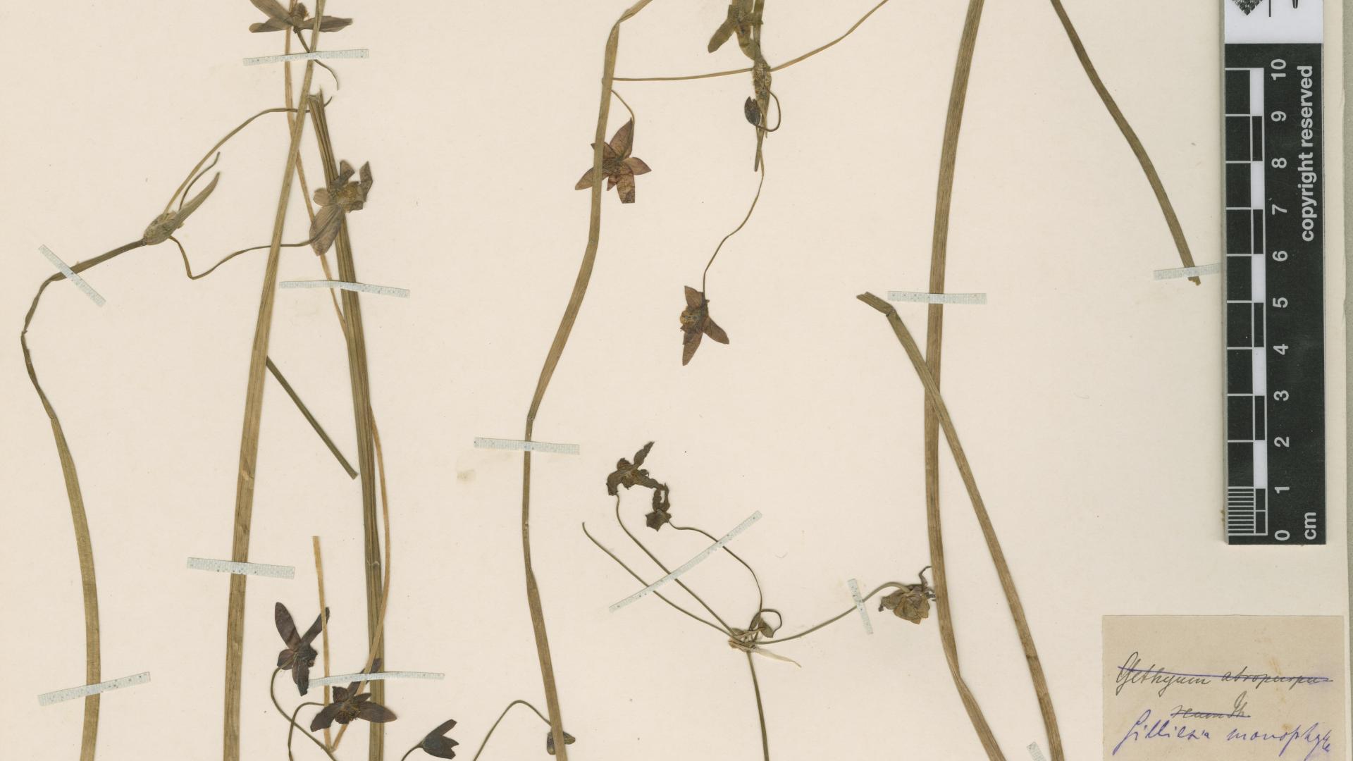 Gilliesia monophylla