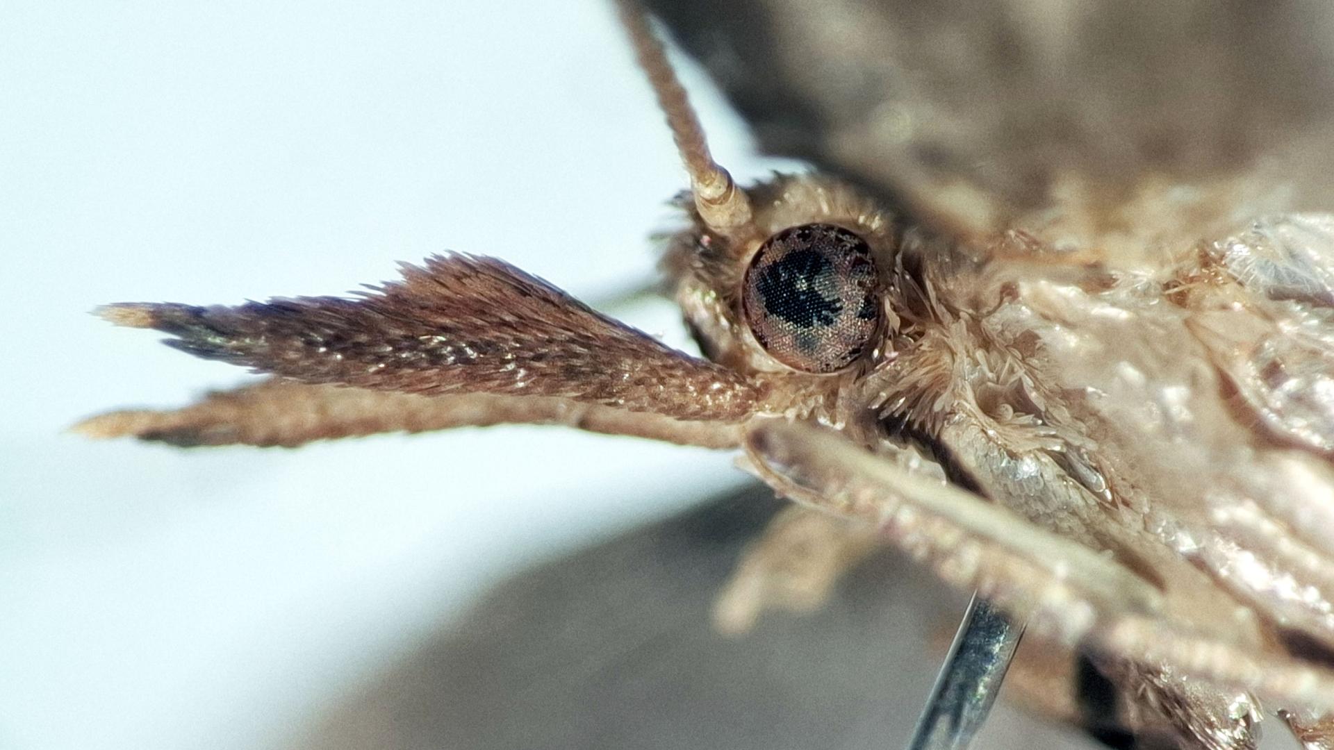 Detalle de los palpos labiales de Endothamna similifolia. 