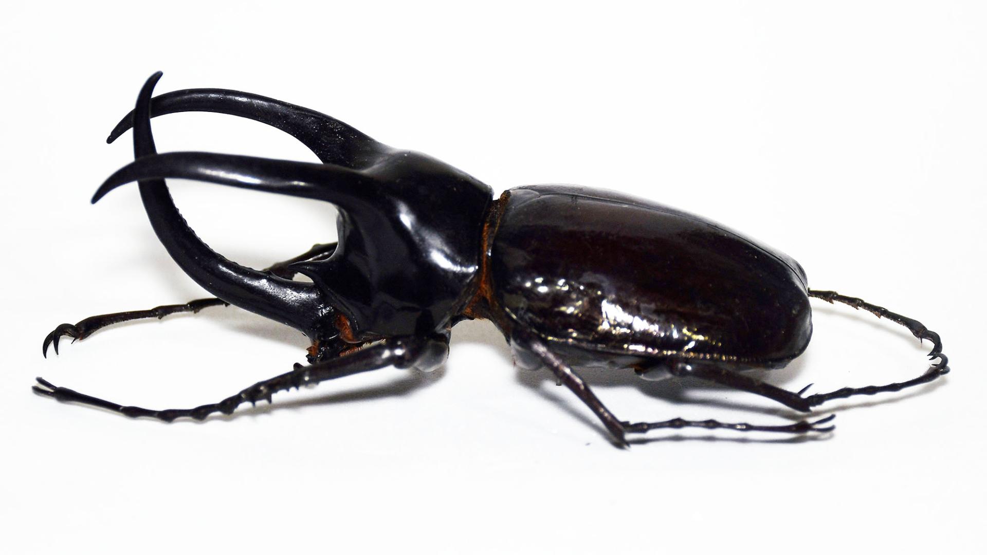 Ejemplar macho de Chalcosoma moellenkampi.