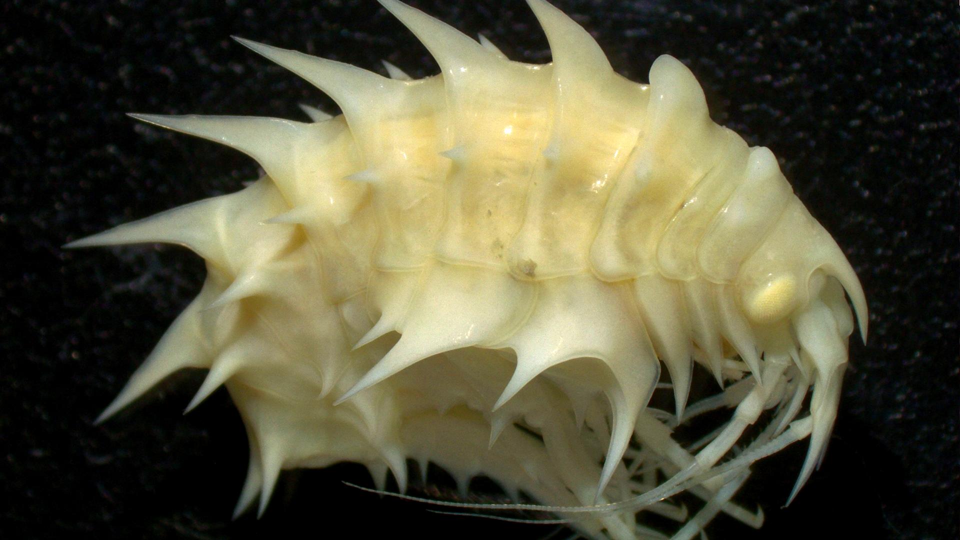 2.	Anfípodo antártico del género Epimeria, una de las especies identificadas en el taller. 