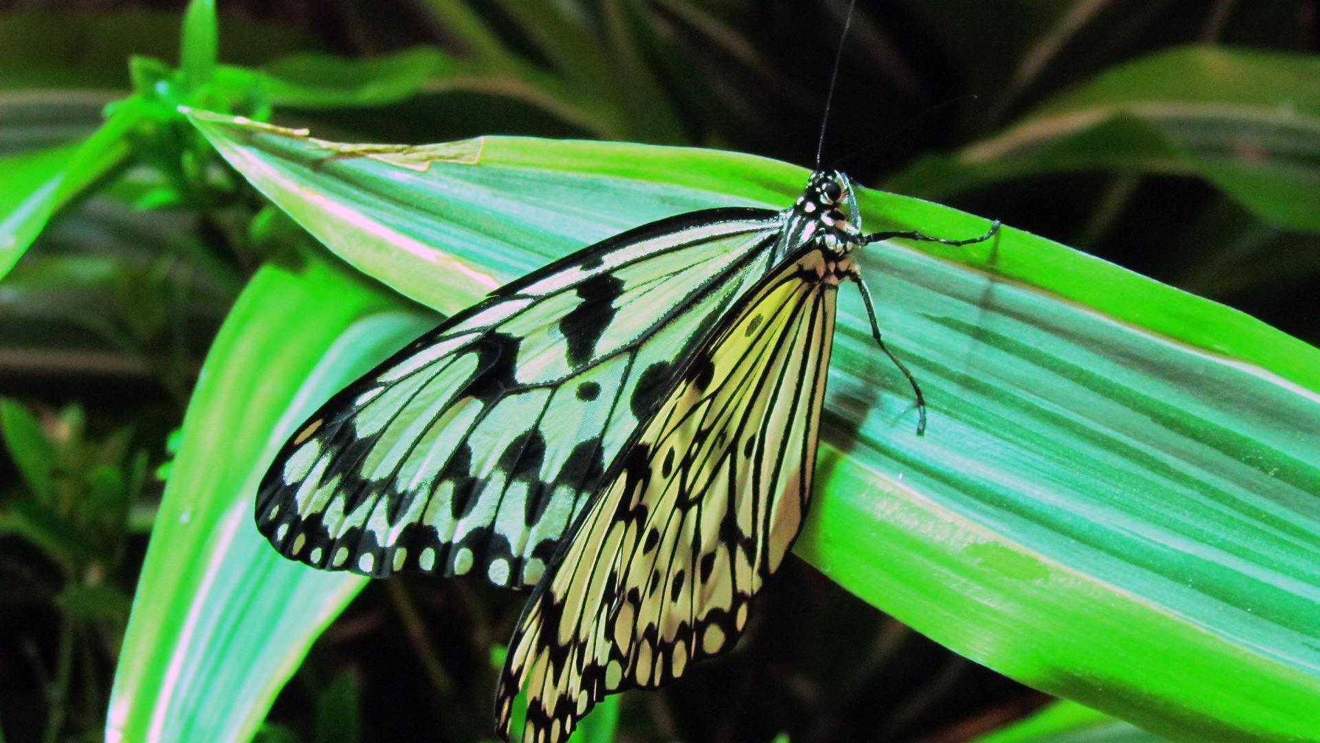 Ejemplar de Idea leuconoe mantenido en cautiverio en mariposario (Butterfly Pavilion, Smithsonian National Museum of Natural History, Washington D.C.)