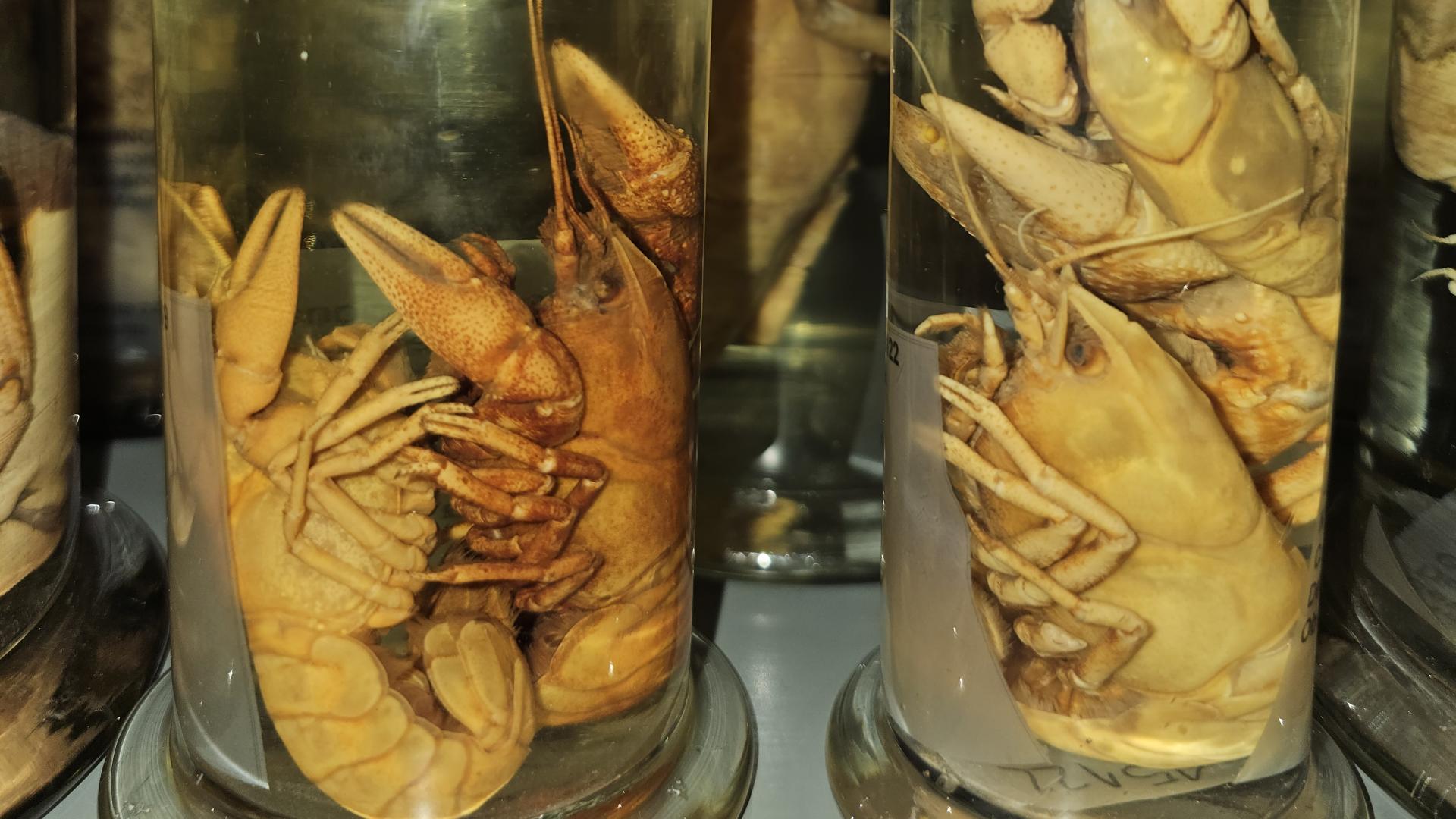 Figura 1: Camarones de río del sur (Samastacus spinifrons) recolectados en Curicó en 1902, parte de la colección histórica del Área Zoología de Invertebrados (AZI) del MNHN.
