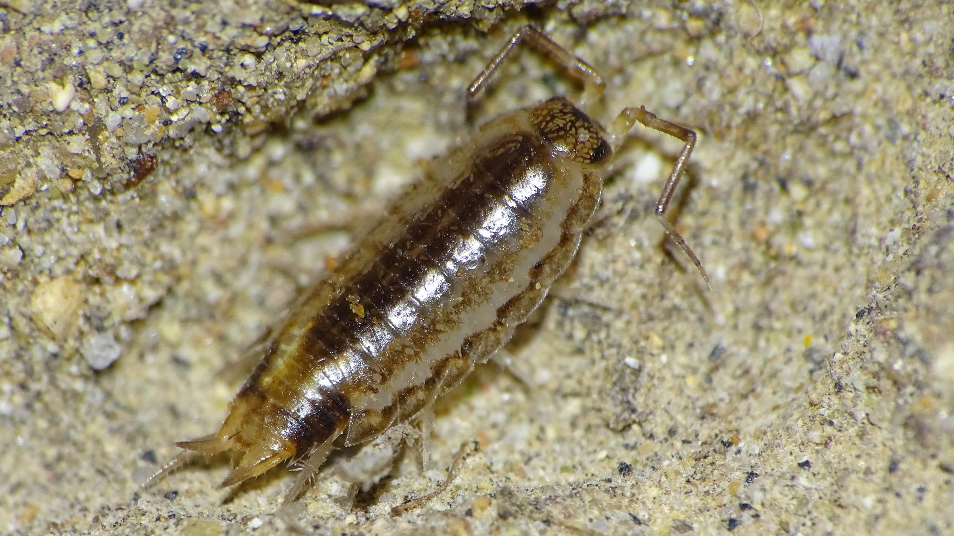 Un isópodo terrestre de la familia Philosciidae, habitante del desierto costero en la región de Coquimbo. 