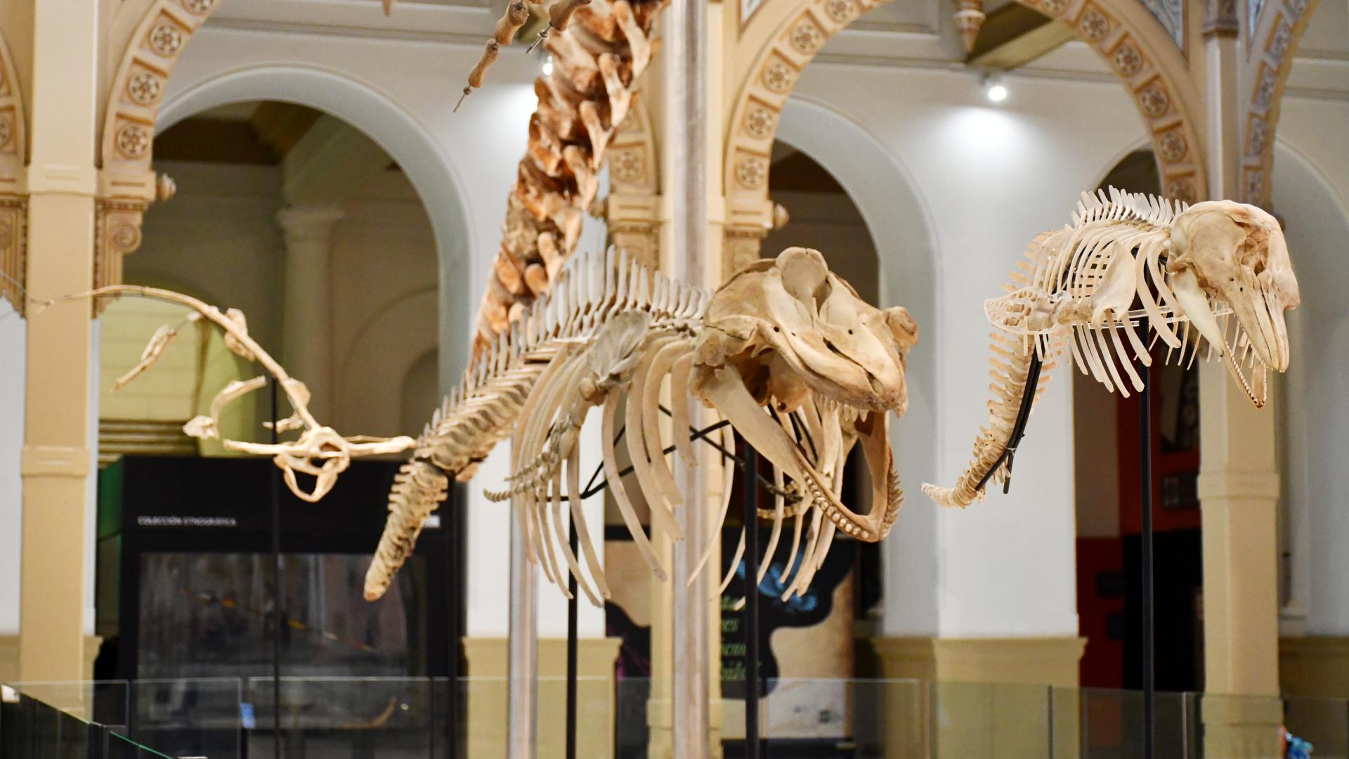 Expo «Vertebrados, Anatomía-Evolución-Extinción»