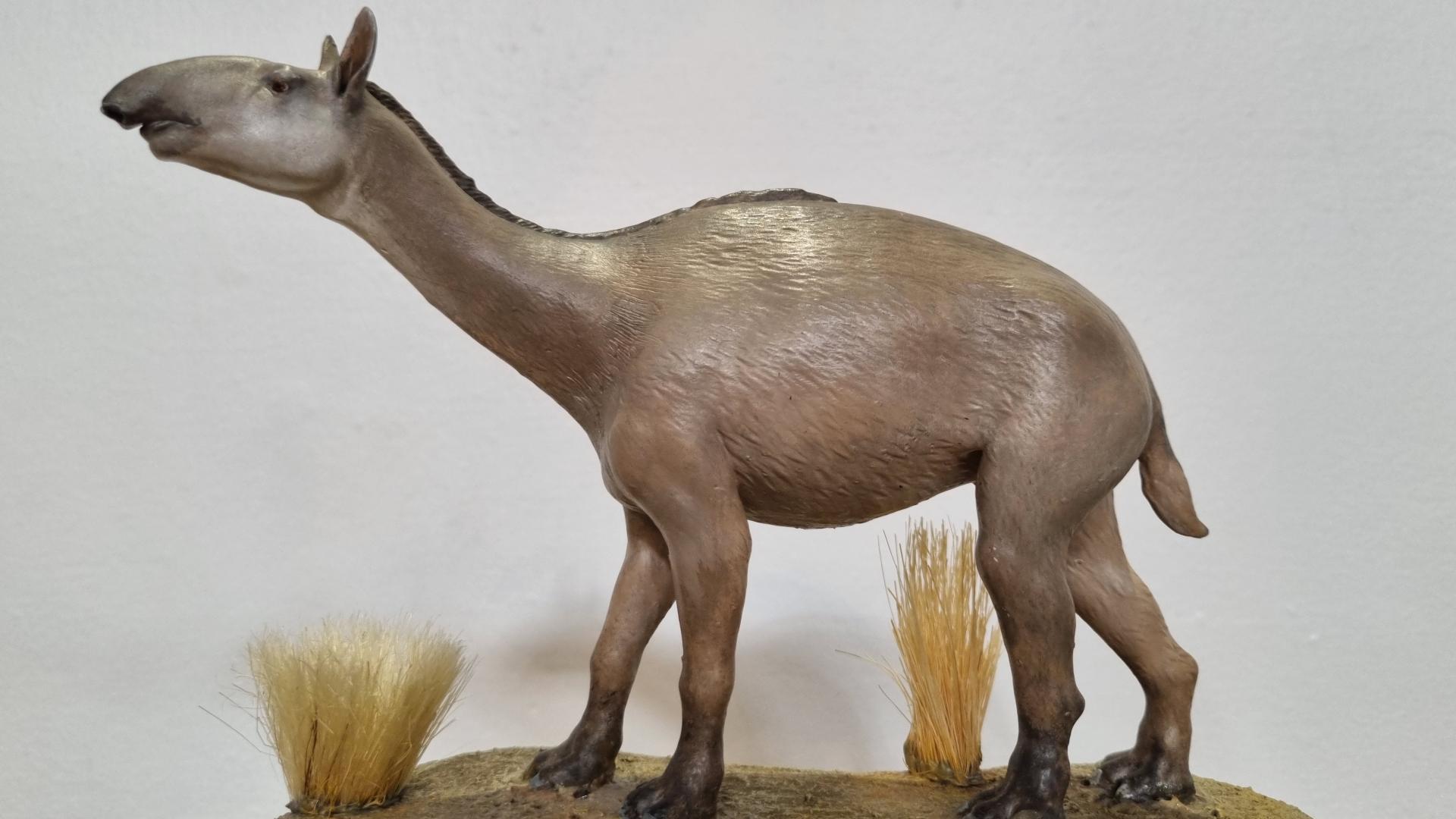 Macrauchenia material educativo MNHN