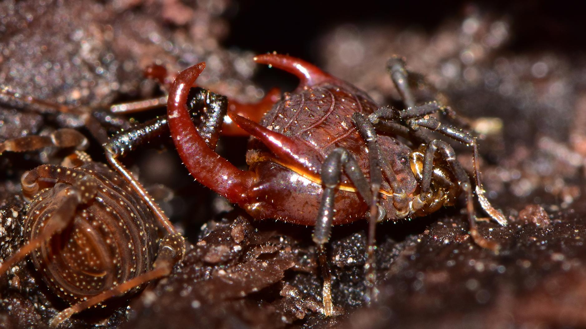 Purrankia manquemapu, macho mayor.