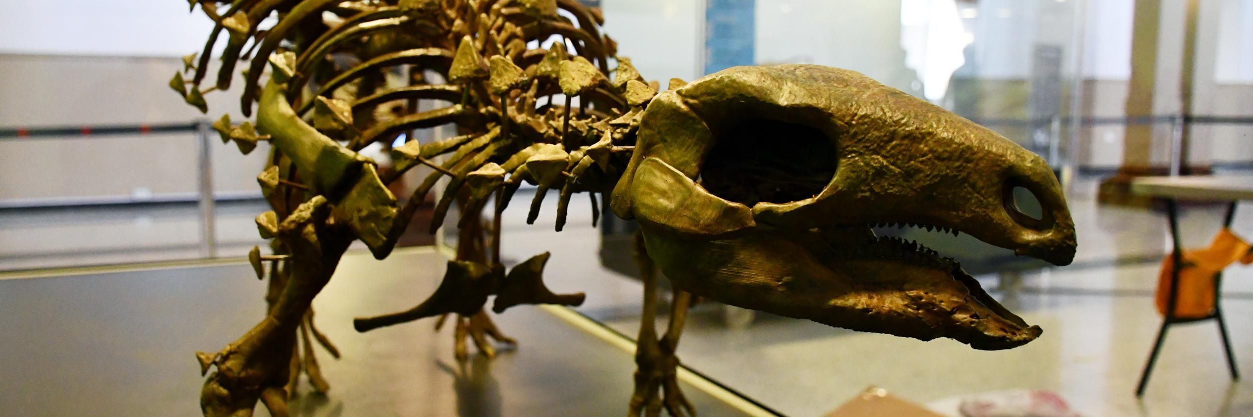 Exposición «Ciencia y Arte, el Papel de los Dinosaurios», Museo Nacional de Historia Natural