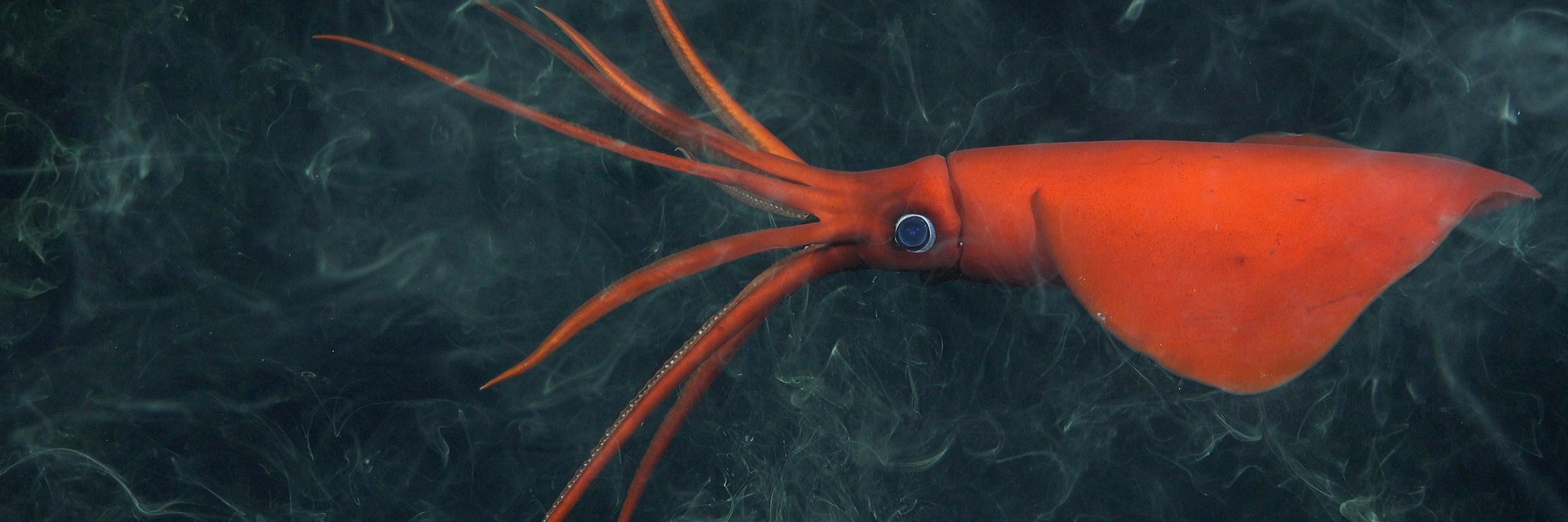 Calamar del género Mastigoteuthis envuelto en su tinta defensiva. Fue observado en el monte #17 a 1103 metros de profundidad.