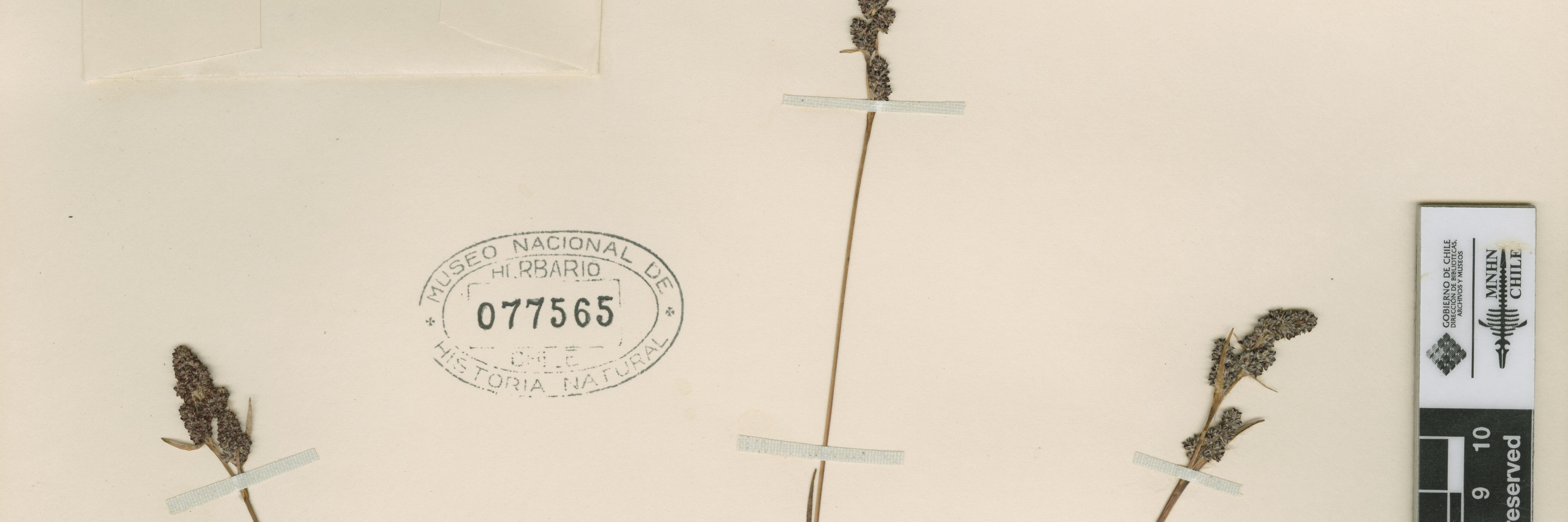 Luzula brachyphylla Phil. 