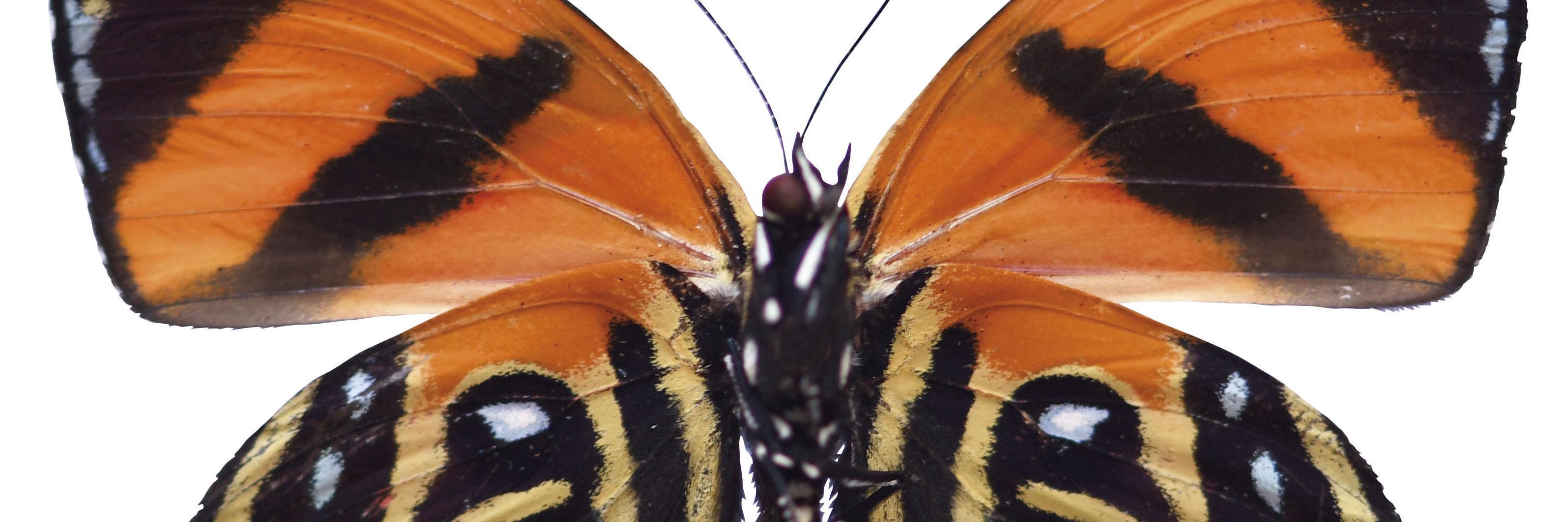Mariposa Callicore cynosura (Doubleday, 1847) en vista ventral (Nymphalidae)