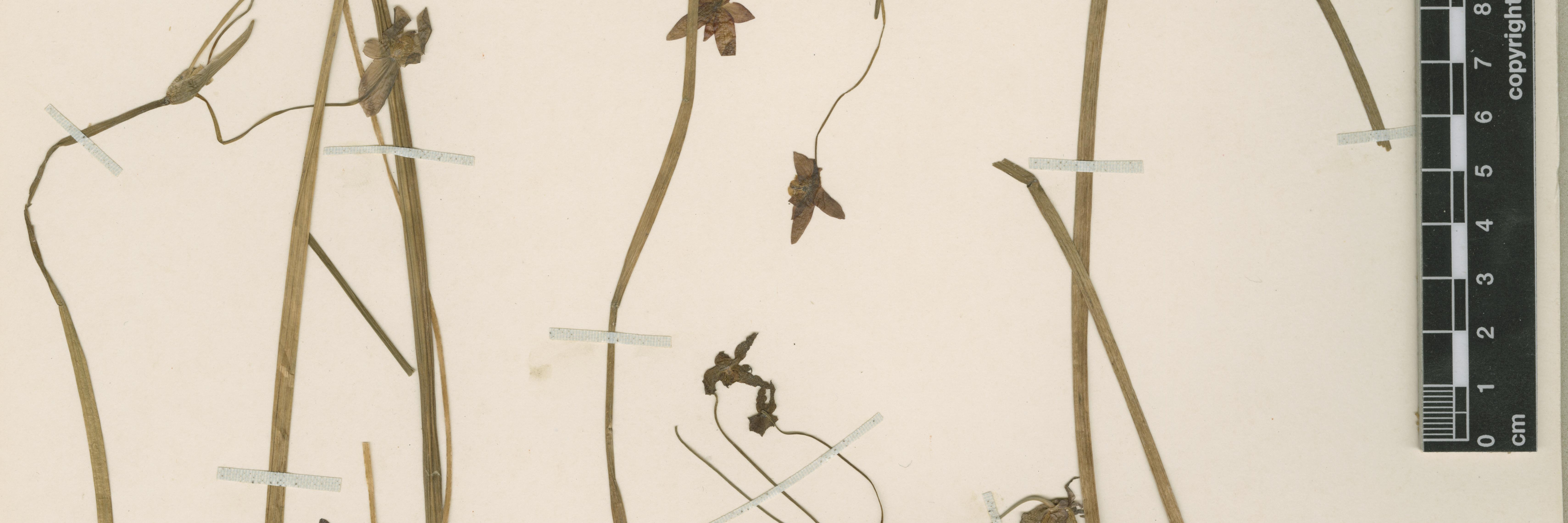 Gilliesia monophylla 