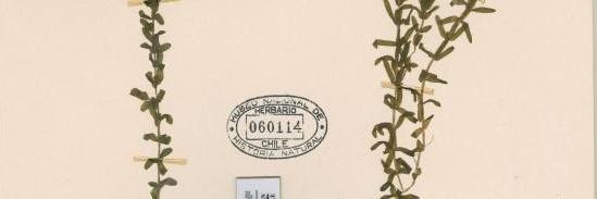 Diplandra potamogeton