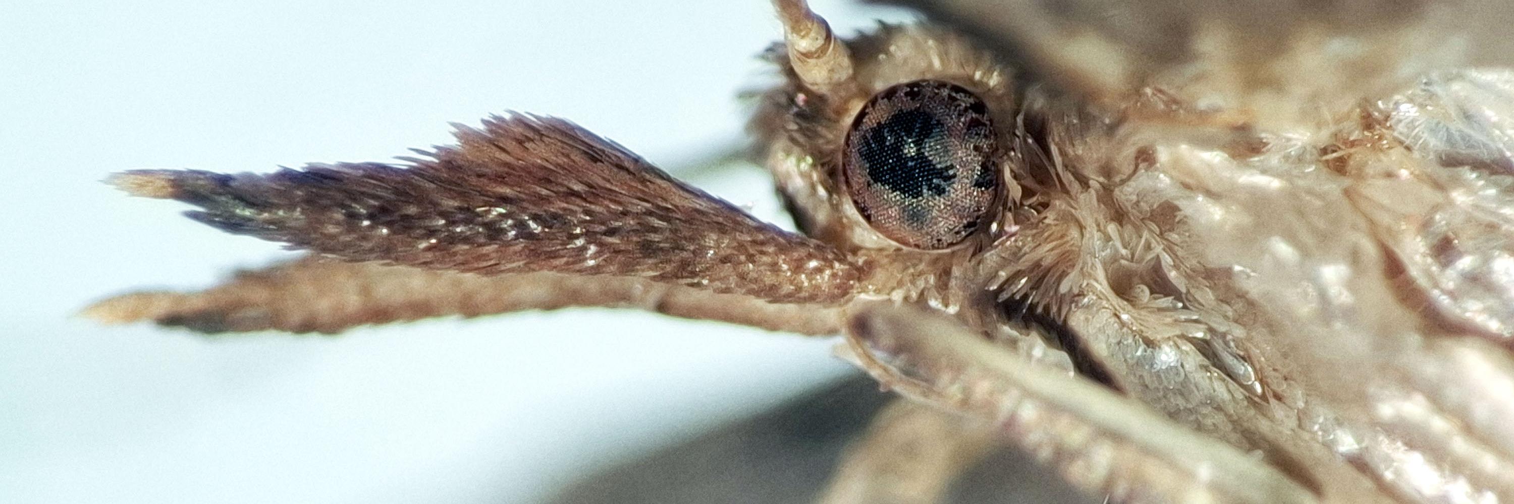 Detalle de los palpos labiales de Endothamna similifolia. 