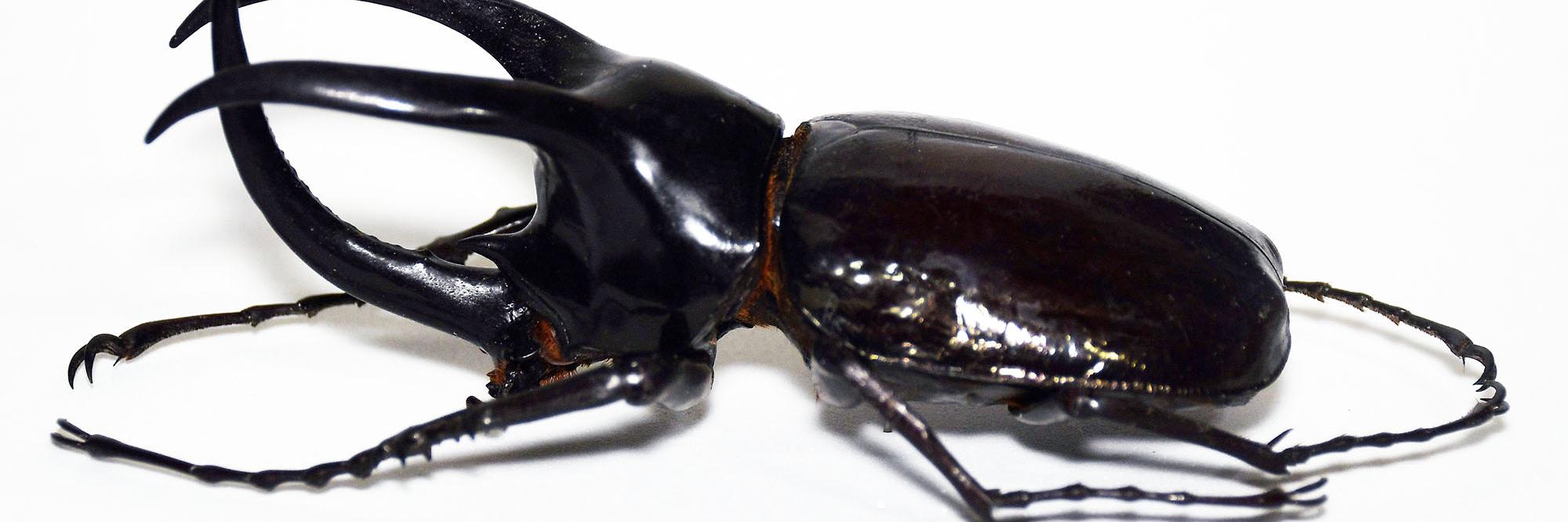 Ejemplar macho de Chalcosoma moellenkampi.