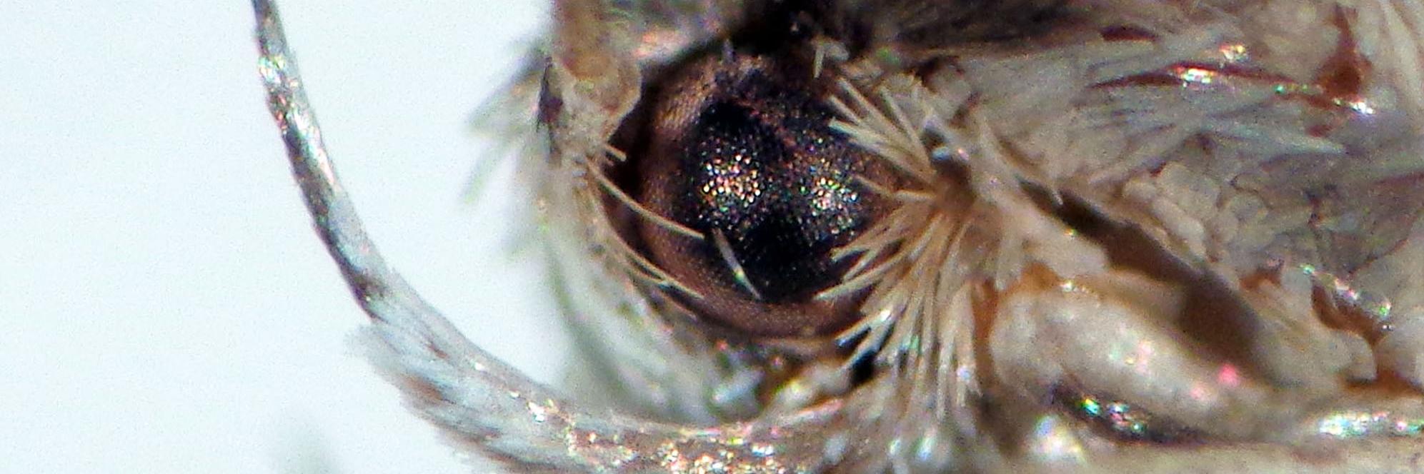 Detalle del palpo labial de 𝘎𝘭𝘰𝘳𝘪𝘵𝘢 𝘪𝘳𝘪𝘴.