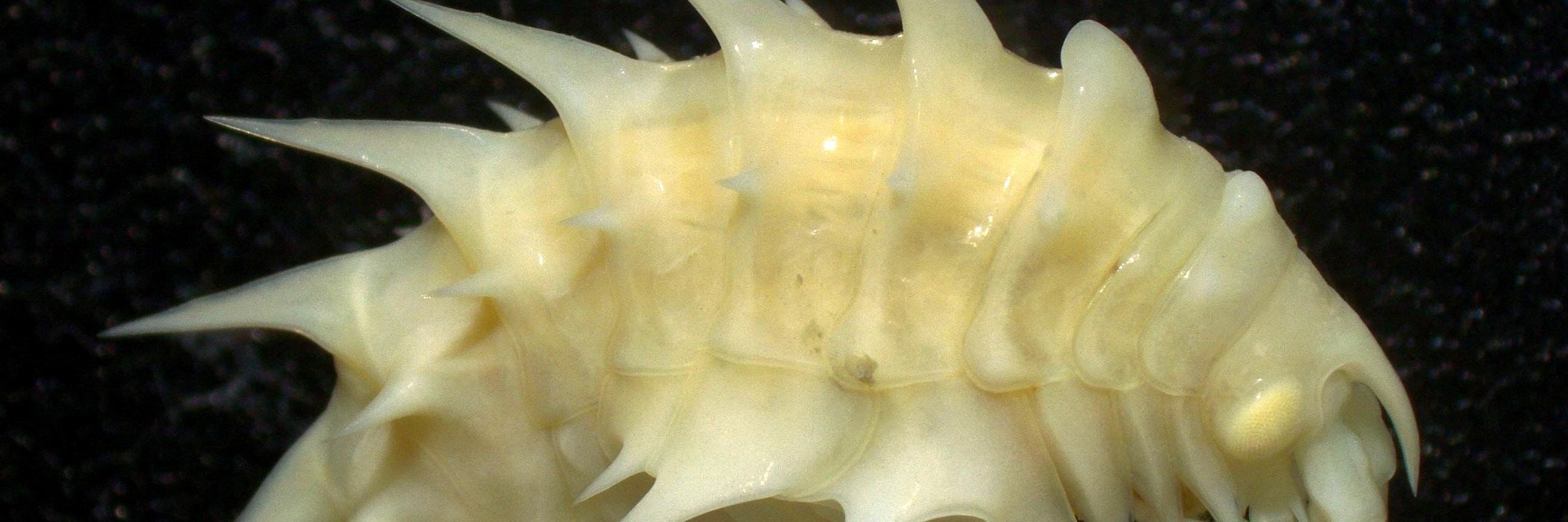2.	Anfípodo antártico del género Epimeria, una de las especies identificadas en el taller. 