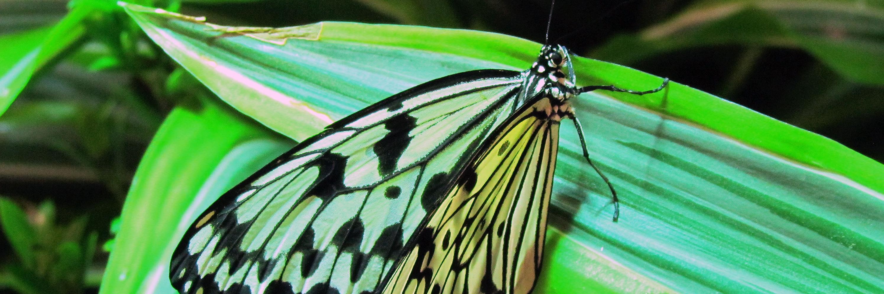 Ejemplar de Idea leuconoe mantenido en cautiverio en mariposario (Butterfly Pavilion, Smithsonian National Museum of Natural History, Washington D.C.)