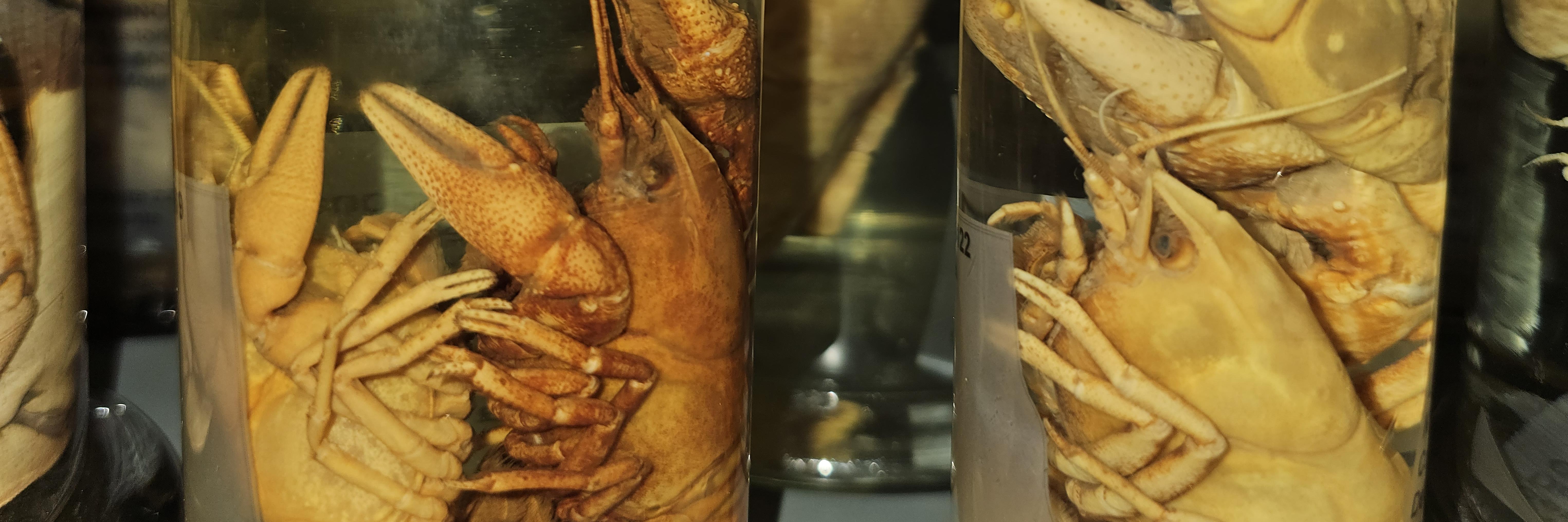 Figura 1: Camarones de río del sur (Samastacus spinifrons) recolectados en Curicó en 1902, parte de la colección histórica del Área Zoología de Invertebrados (AZI) del MNHN. 