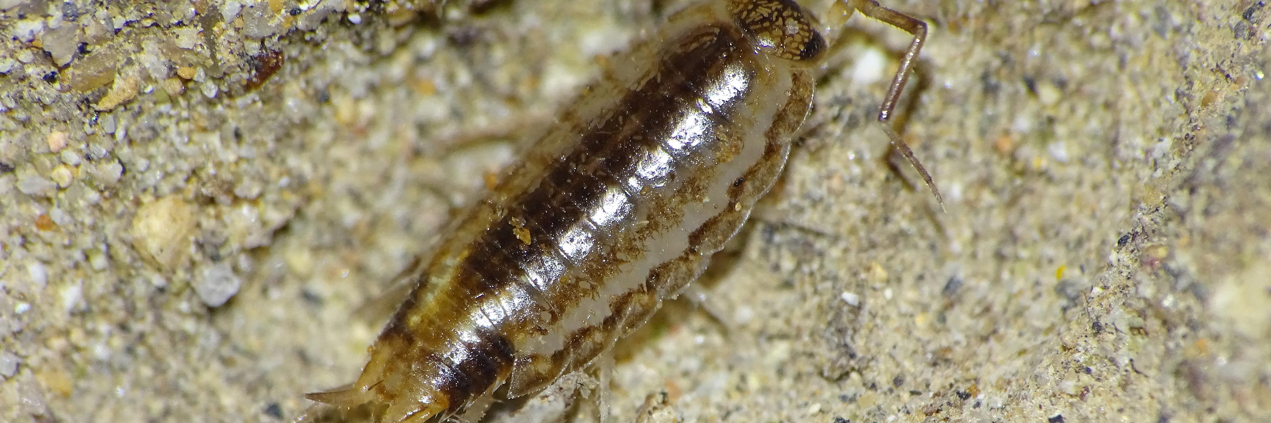 Un isópodo terrestre de la familia Philosciidae, habitante del desierto costero en la región de Coquimbo. 