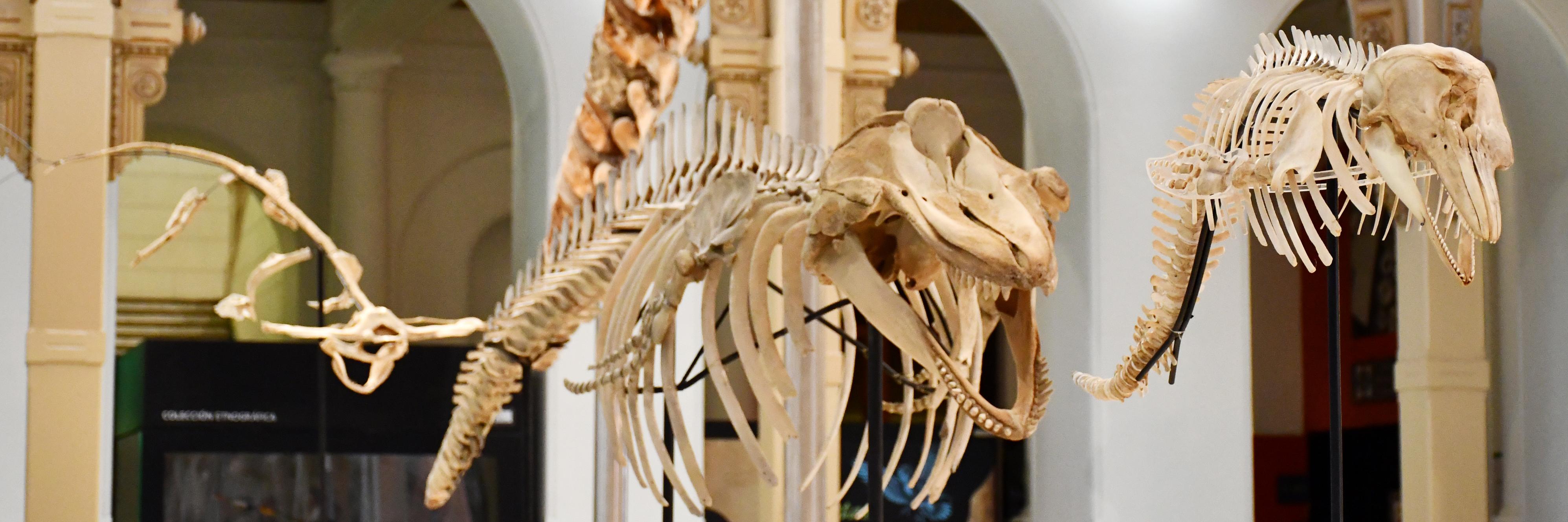 Expo «Vertebrados, Anatomía-Evolución-Extinción»