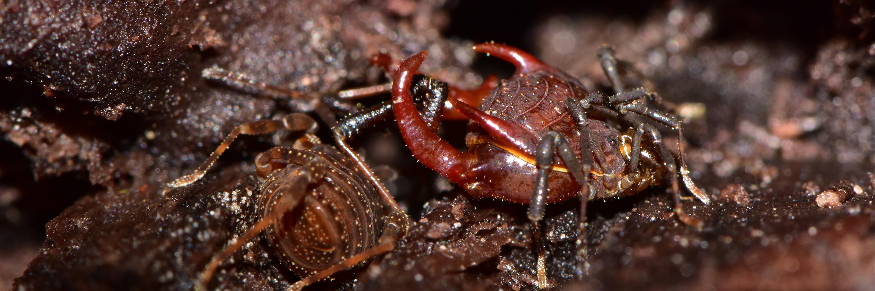 Purrankia manquemapu, macho mayor.