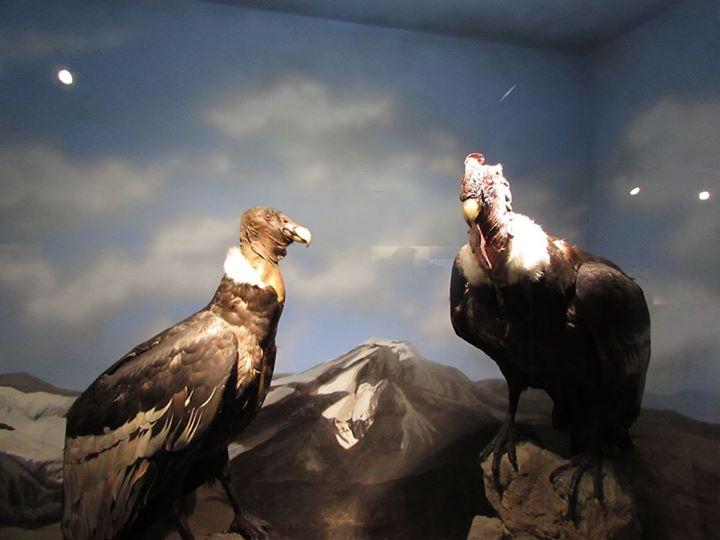 Pareja de cóndores en la exhibición Chile Biogeográfico.