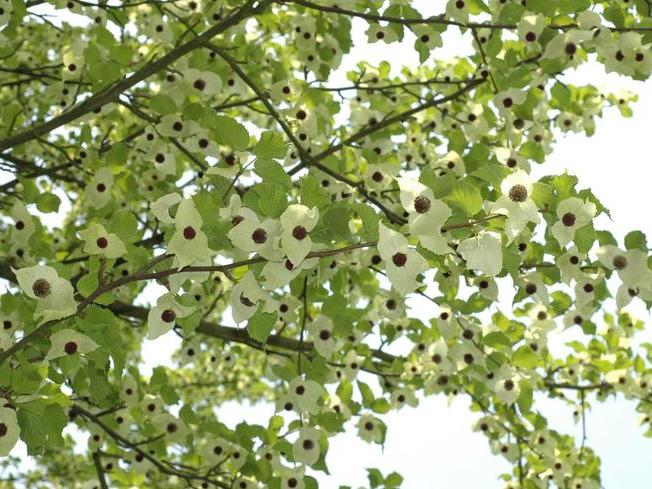 Davidia involucrata Davidia involucrata